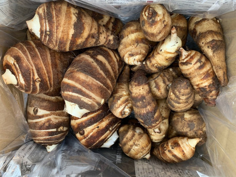 京都伝統野菜 海老芋食べてみませんか きめが細かくもっちもち1 4k 栽培期間中農薬不使用 京都府産の野菜 食べチョク 産地直送 産直 お取り寄せ通販 農家 漁師から旬の食材を直送 京都伝統野菜 海老芋食べてみませんか きめが細かくもっちもち1 4k 栽培期間中農薬不使用 京都府産の野菜 食べチョク 産地直送 産直 お取り寄せ通販 農家 漁師から旬の食材を直送