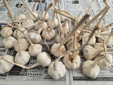 【三重県産】こだわりの国産にんにく５ｋｇ（未選別・不揃い）【農薬・科学肥料不使用】