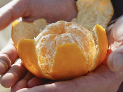 【甘味と酸味のバランスが絶妙】ポンカン 2kg 愛媛県産 家庭用 ぽんかん