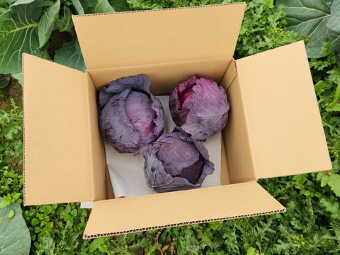 鮮やか！紫キャベツ【レッドブライト】3玉