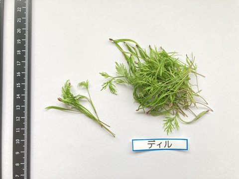 週末発送☆数量限定】マイクロハーブ 6種セット/各2g：岐阜県