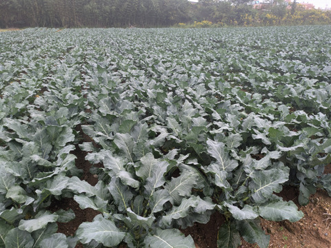 ３キロ入り小さいブロッコリー