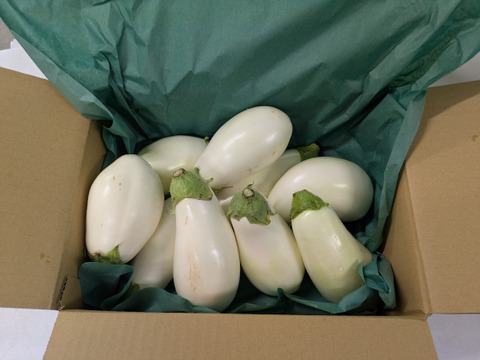 これで良いやん！B品白なす！満腹２ｋｇセット！８～１２本