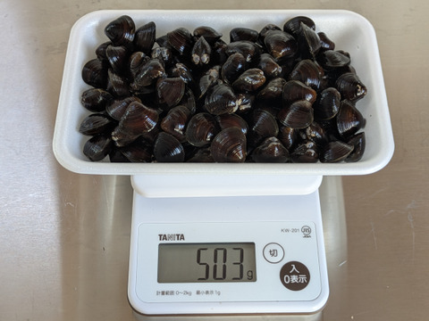 『とれたて新鮮』十三湖産大和しじみ　中サイズ500ｇ×2Ｐ