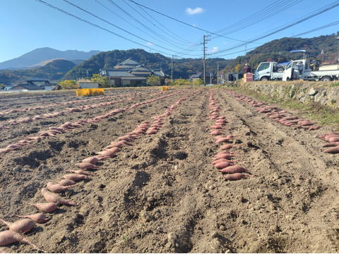 【訳あり品】冷凍焼き芋2.8kg（大分県産自然栽培べにはるか使用・冷凍便）