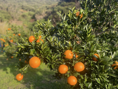 果汁たっぷり奄美産タンカン（ご家庭用・5kg）