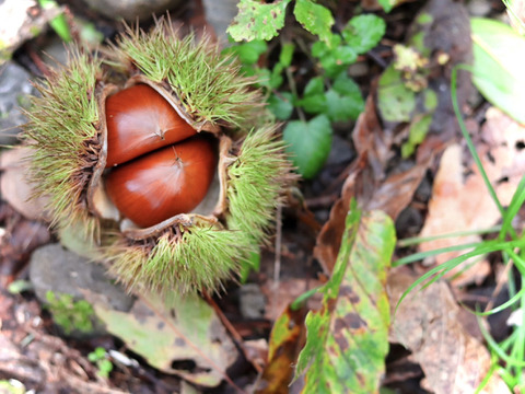 【真空パック詰め】冷凍むき和栗６００ｇ 農薬不使用 自然栽培 四万十産