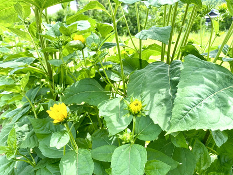 【5本（1本に約３つの花）まるで菊のようなヒマワリ（ロドンゴールド）
