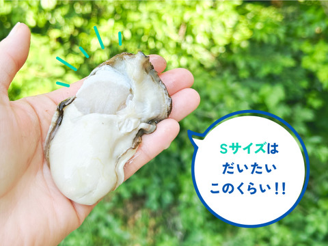 【生食】小ぶりで美味！ミネラルたっぷり岩牡蠣(S6個入)島根県産