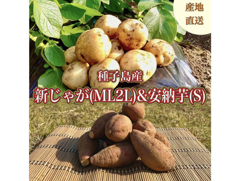 【期間限定】種子島産 新じゃが(M・L・2L)＆熟成安納芋(Sサイズ)｜合計 4kg 旬の味わいセット🍠🥔