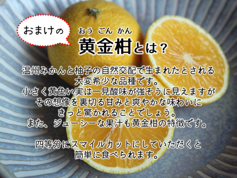 【予約】 希少！ 完熟 白柳ネーブル 2kg サイズ混合 芳醇な味と香り ★3/25より順次発送予定 仲屋 海瀬農園