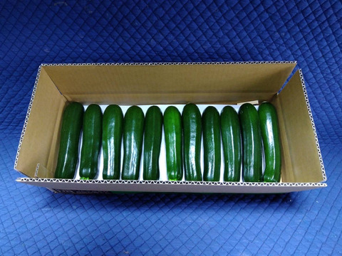 『ズッキーニ』11〜15本