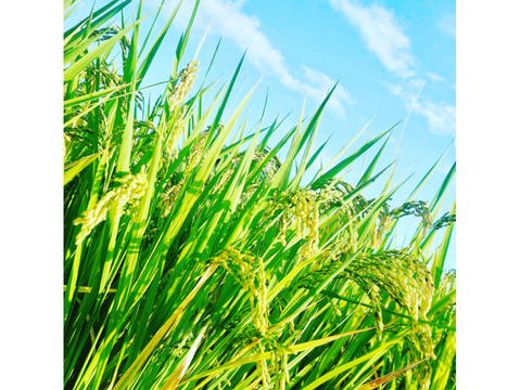 品種お任せ「ミルキークイーンorにこまるorヒノヒカリorきぬむすめ」岡山県産 精米 25kg（精米後22.5kg程度でのお届けとなります）