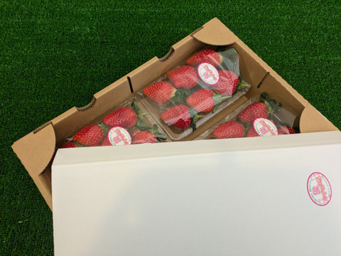 採れたて完熟「とちおとめ」約260g✕4パック