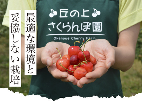 【2026年予約早割】高級品種『紅秀峰』甘くて大きなさくらんぼ🍒ジューシーで食べ応えあるギフトにも人気❗️