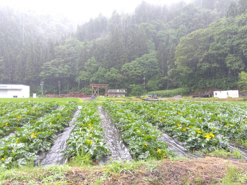 『ズッキーニ』11〜15本