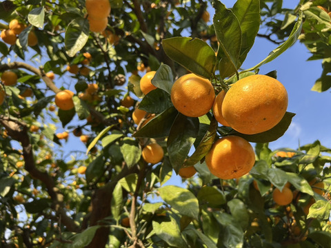 【西果樹園のひとつ上の美味しさ🍊】西果樹園の中生みかん【５キロ】