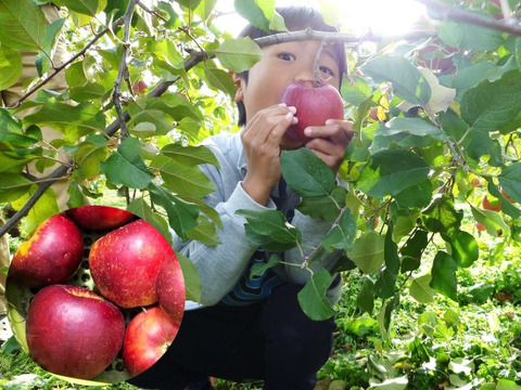 【収穫翌日発送】濃厚な旨さ！「秋映」3キロ箱【葉とらず】JA基準より60％減の低農薬栽培