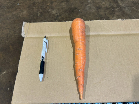 自然の甘みがぎゅっと詰まった！農薬不使用にんじん 3kg（農薬・化学肥料・除草剤・防虫剤不使用／家庭用サイズ）