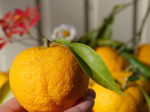 自然栽培！奈良県山添の『ゆず』1kg7-8個