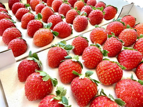 長野県産　夏秋イチゴ「すずあかね」1箱【250g～300ｇ×２トレー】