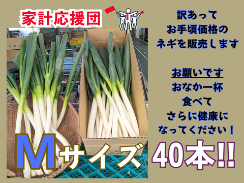 お値段そのまま10%増量キャンペーン！　Mサイズ（44本）