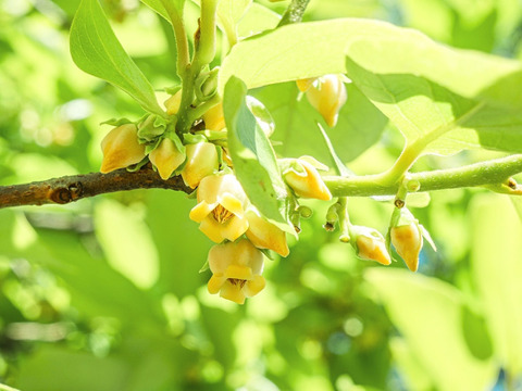 【樹上完熟】南国土佐 完熟蜜柿３ｋｇ（１５～１９玉）ご家庭用 農薬不使用 自然栽培 四万十産