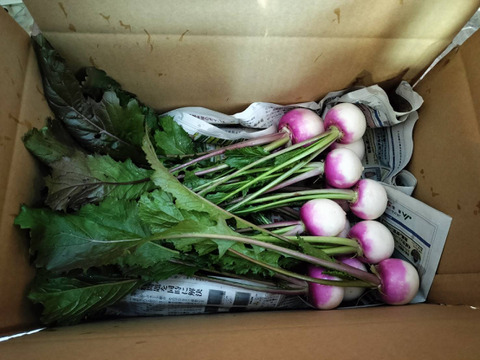 見た目もかわいい！甘みたっぷりあやめ雪かぶ1.5kg