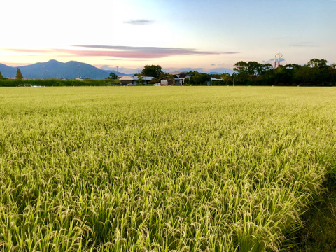 【令和４年産】 にこまる5kg （白米）　BEST FARMER 米食味鑑定士協会認定