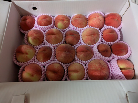 【お試し規格】訳あり C品　約5kg　13～20玉　9月上旬　お得にたくさん食べたい方へ　農家直送