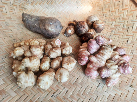 自然農の根菜セット　2kg　菊芋（白・紫フランス）ヤーコン　里芋