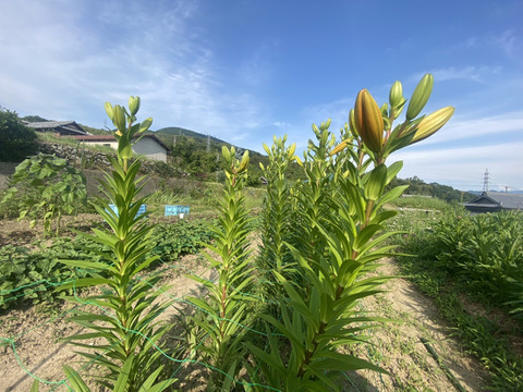 【5本、40㎝】大人可愛いユリ（つぼみ）