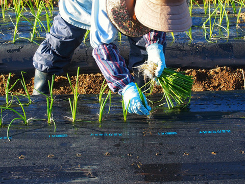 〔2026年1月下旬から発送開始〕1年に1度だけ、感動の甘さ！『葉付きサラダ玉ねぎ』2㎏┃葉付きで丸ごとお届け！