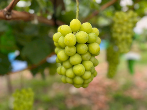 【厳選品】山形県産すとう農園のシャインマスカット（1.6~2kg)３房