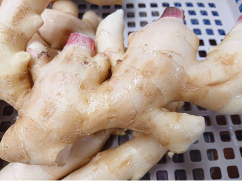 ☆お買い得品☆ 柔らかい新しょうが（訳あり） 500g 高知県産 家庭用