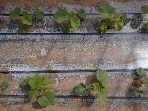 【食べ頃】砂地育ちの１実メロン Mサイズ １玉入り (受付８月４日まで)