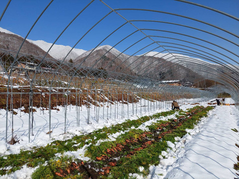 味恋(濃)い^^❕　訳アリ有機人参　在来品種・黒田五寸にんじん　　約３kg