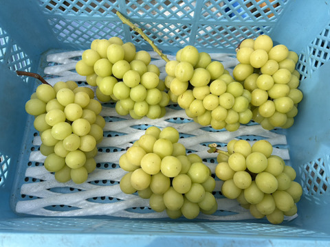 まるせい果樹園のぶどう　　ゴールデンシャイン(ハニーシャインマスカット、金色シャインマスカット)シャインマスカット　1ｋ　(1~4房)　自家用　贈答用答用　oｓ5