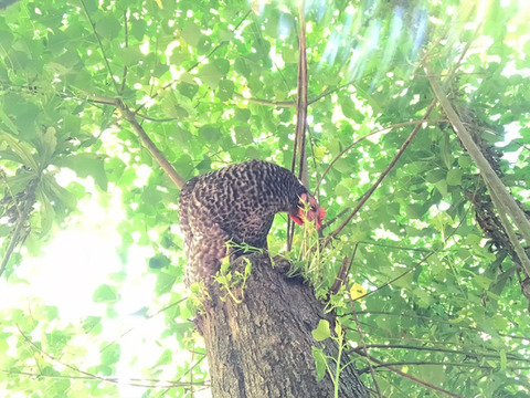 放し飼い鶏の長期育成肉「俺のすべて」＜カット＞