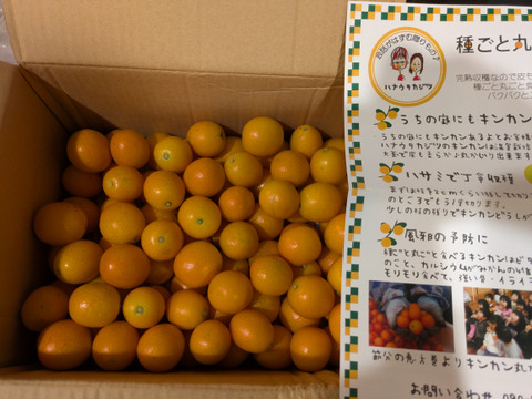 【家庭用】種ごと丸ごときんかん計1.5kg