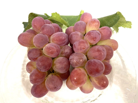 【ぶどうグランプリ2025🍇】入賞受賞商品★大粒で皮ごともOK！！バイオレットキング約1キロ　2～3房詰合せ