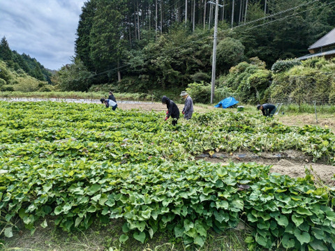 【訳あり】紅あずま 5kg ※梱包込