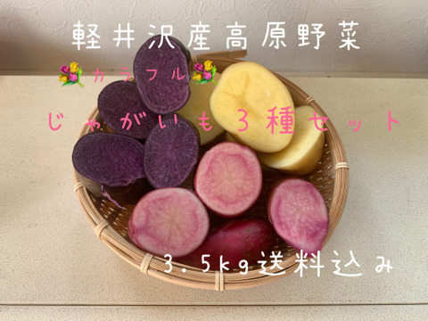 栗原明子さん専用　ミニパプリカ1kg＆訳ありミニじゃがいも３種1.8kg　(同梱セット)