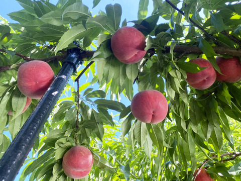 【2026年予約早割】初夏を彩る桃 品種はおまかせ！朝採りした桃をその日に発送します！