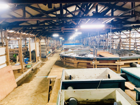 注文後活け締め！長崎県産【森育ちの高級ヒラメ】刺身用 5〜6人前 (安心・安全養殖平目)頭・骨セット