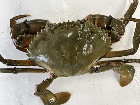 【１個だけ限定商品】30％値引きしました。🦀ノコギリガザミ　ドウマンガニ のこぎりがざみ 急速冷凍品 約1440g オス2杯 冷凍蟹 冷凍カニ かに 宮城県松島湾産　0924-2