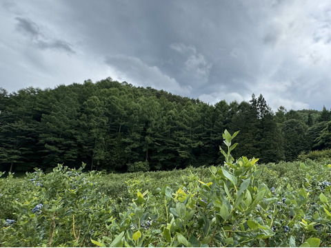 農薬不使用 冷凍ブルーベリー１キロ 信州長野県産 毎日の食卓に♪