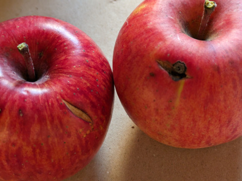 りんご　ふじ　約６８％　農薬カット　20個くらい　中、小玉　キズ等、黒点、虫食い混じり多め