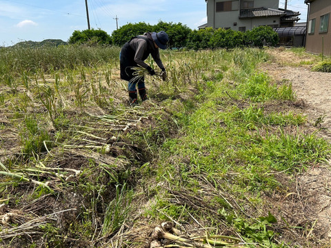 在庫限りで終了！農薬不使用にんにく！
