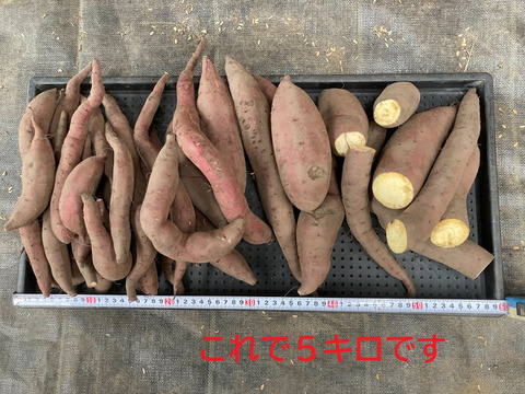 【訳アリ】【自然栽培】　さつまいも（シルクスイート）５kg　　農薬不使用・無肥料栽培　【岐阜県産】【収穫時期2025年10月上旬】 800円／1kg